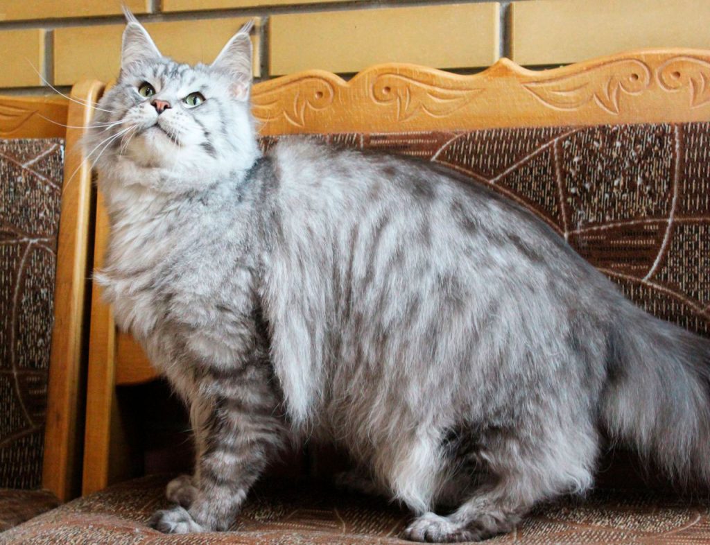 Cattery Maine coon Kittens For Sale From Kitty Land Kittens