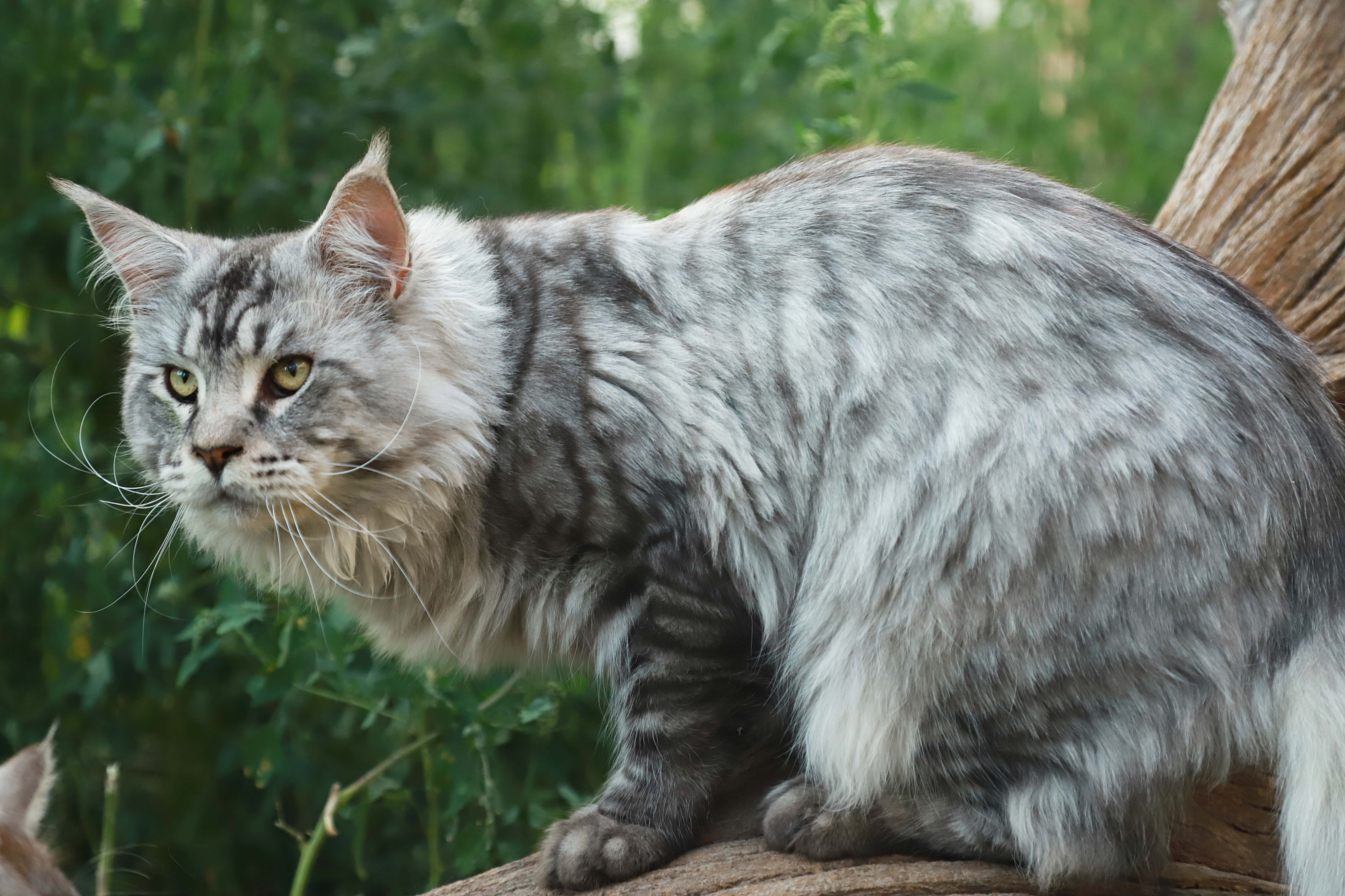 Tommy - Maine Coon male Kitten From Kitty Land Kittens Cattery In ...