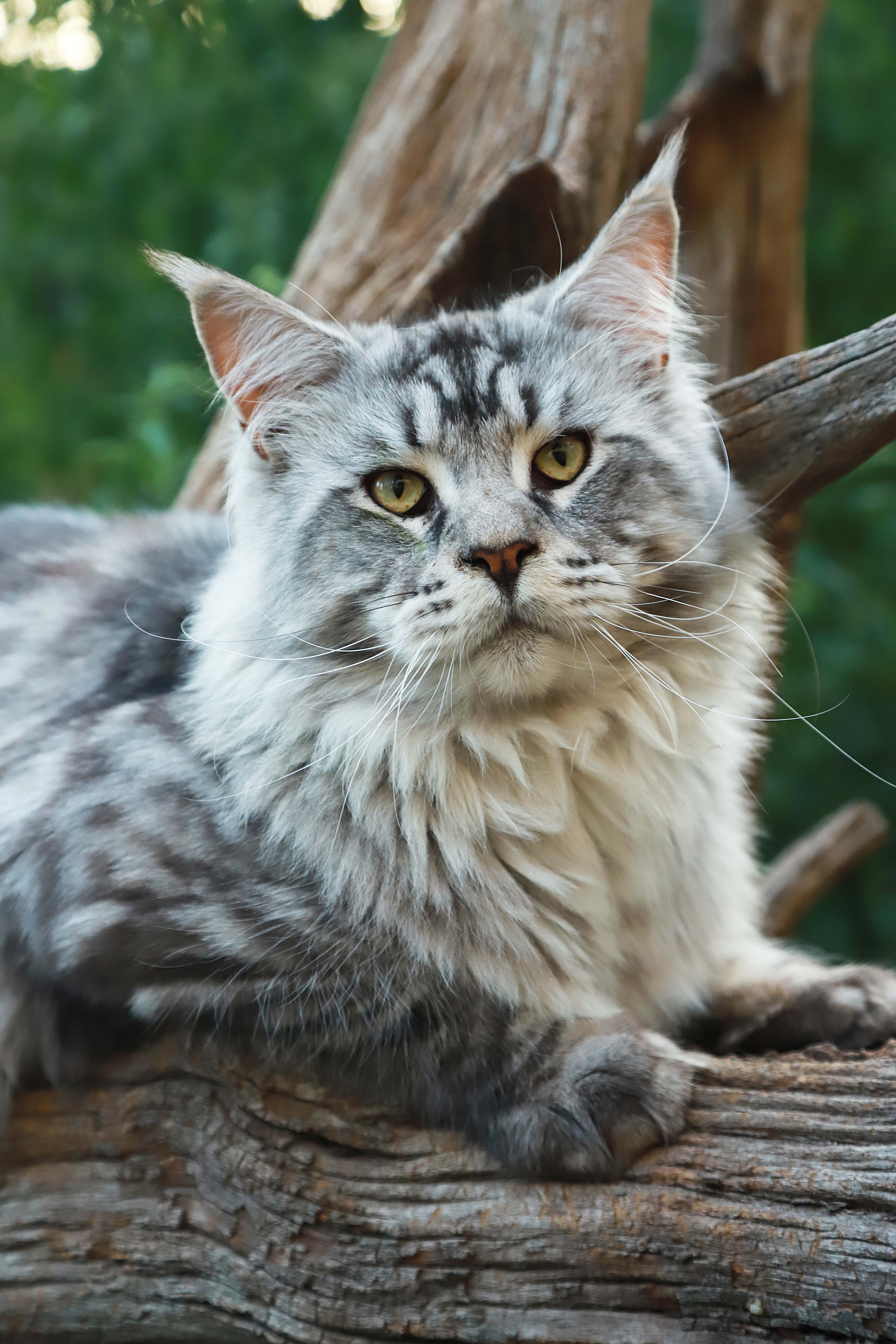 Tommy - Maine Coon male Kitten From Kitty Land Kittens Cattery In ...