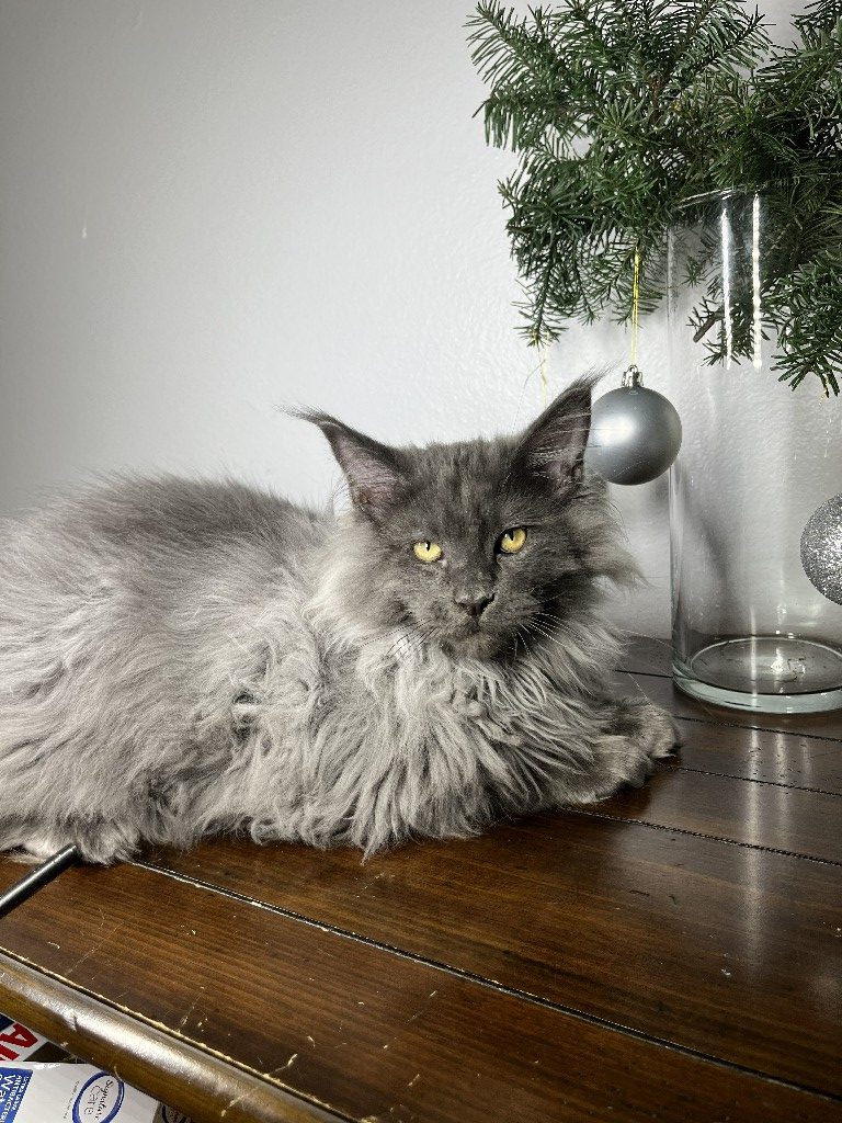 Churchill Maine Coon male (Sold) Kitten From Kitty Land Kittens Cattery ...