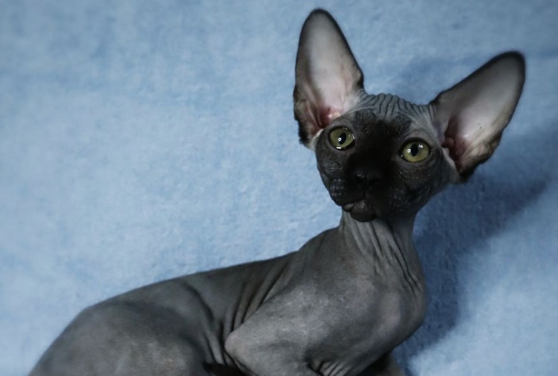 Sphynx, Devon, Rex Elf – Kitty Land Kittens