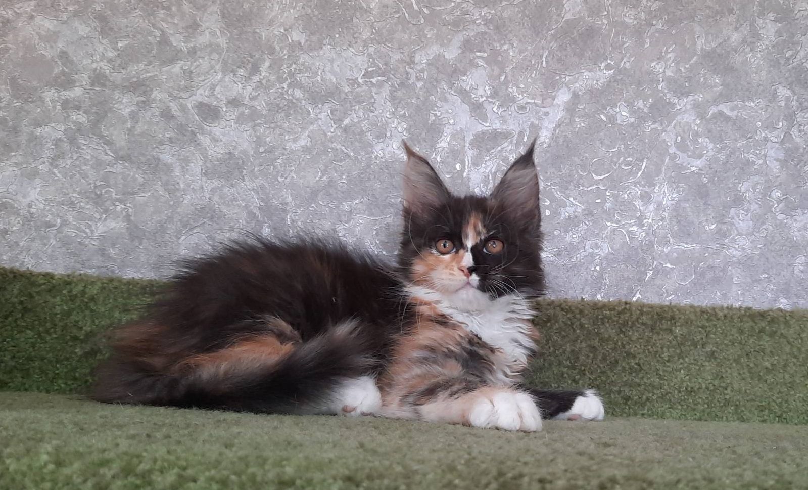 Maine coon Kittens For Sale From Kitty Land Kittens Washington,
