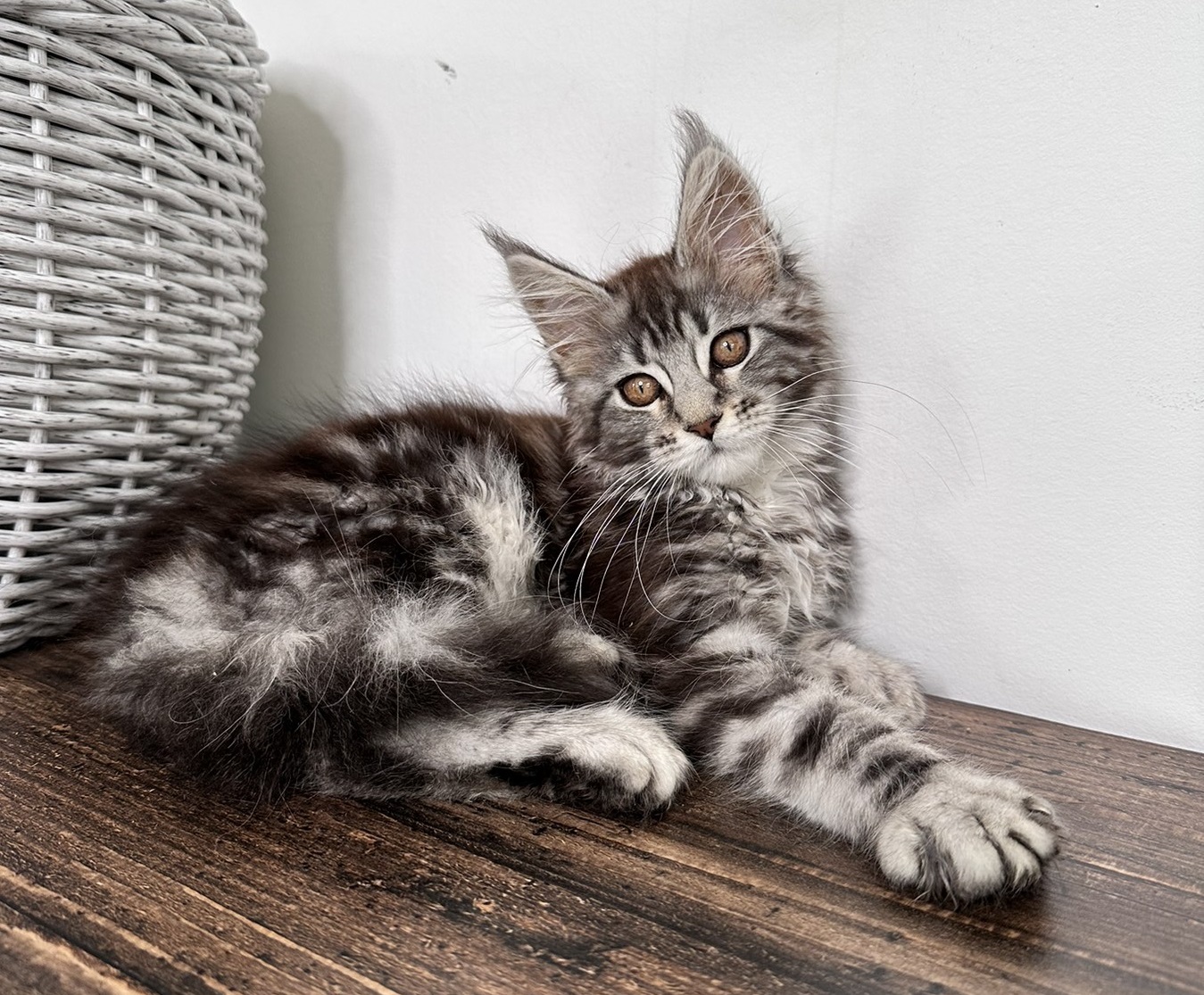 Adely Maine Coon female 2700$ Kitten From Kitty Land Kittens Cattery In ...