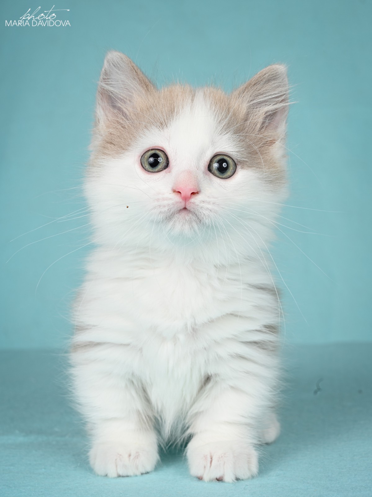 Munchkin Kittens For Sale From Kitty Land Kittens | Washington, USA