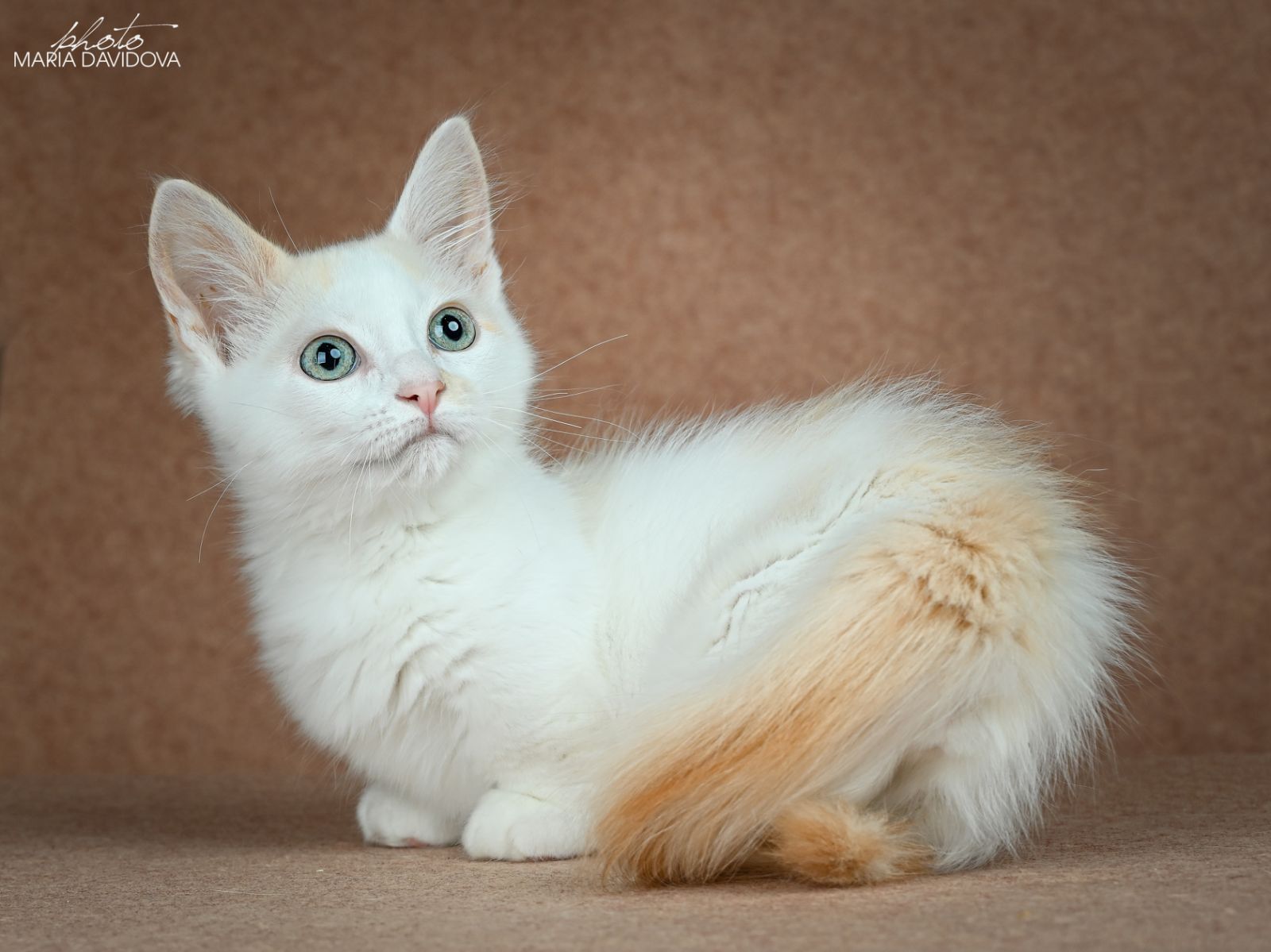 Munchkin Kittens For Sale From Kitty Land Kittens Washington, USA