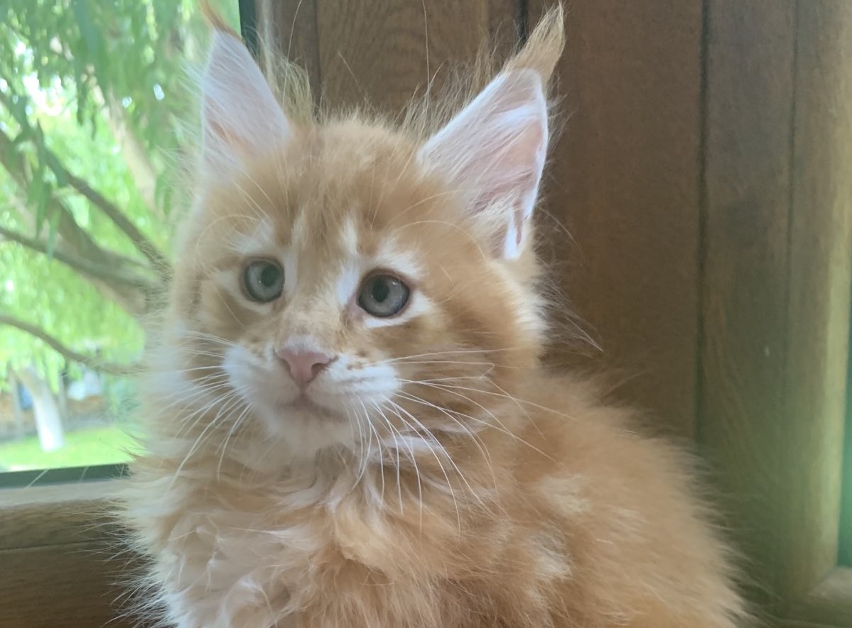 Maine coon Kittens For Sale From Kitty Land Kittens Washington,