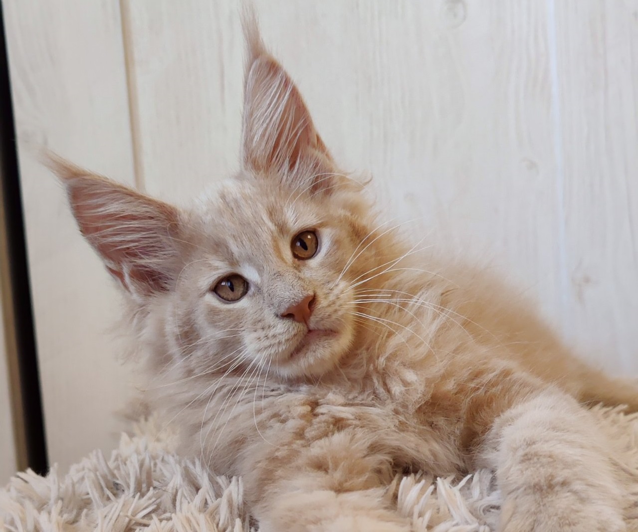 Pippin Maine Coon Male 2350$ Kitten From Kitty Land Kittens Cattery In 