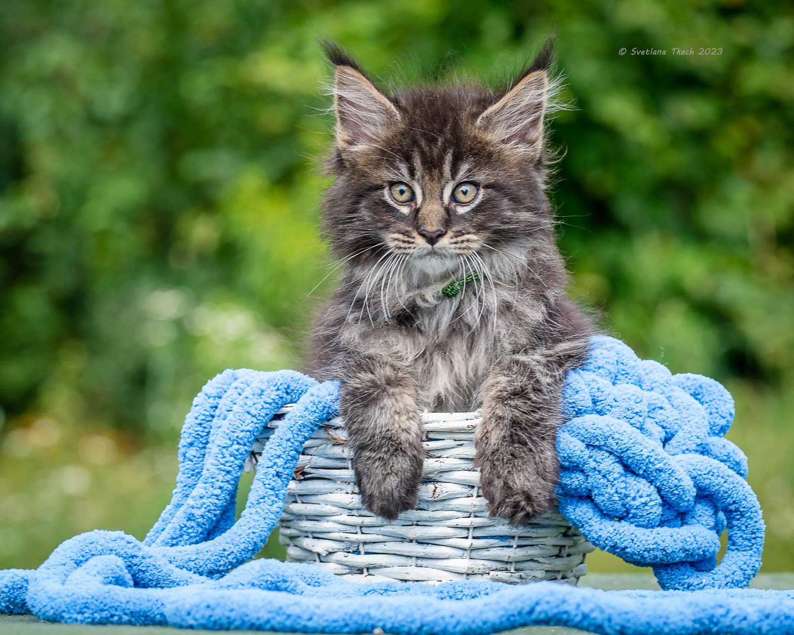 Maine coon Kittens For Sale From Kitty Land Kittens Washington, USA
