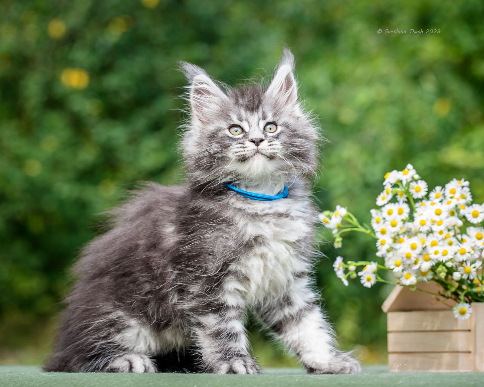 Maine coon Kittens For Sale From Kitty Land Kittens Washington, USA