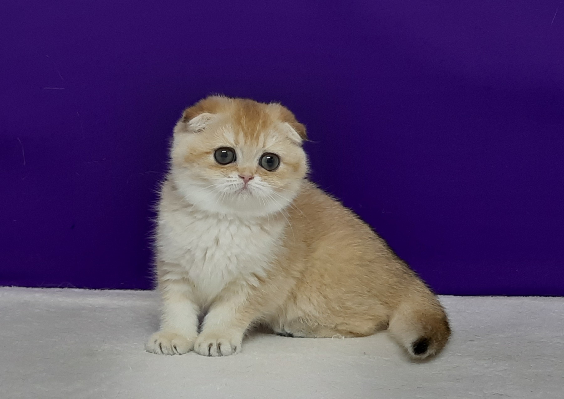 Emma Scottish Fold female 2300$ Kitten From Kitty Land Kittens Cattery ...