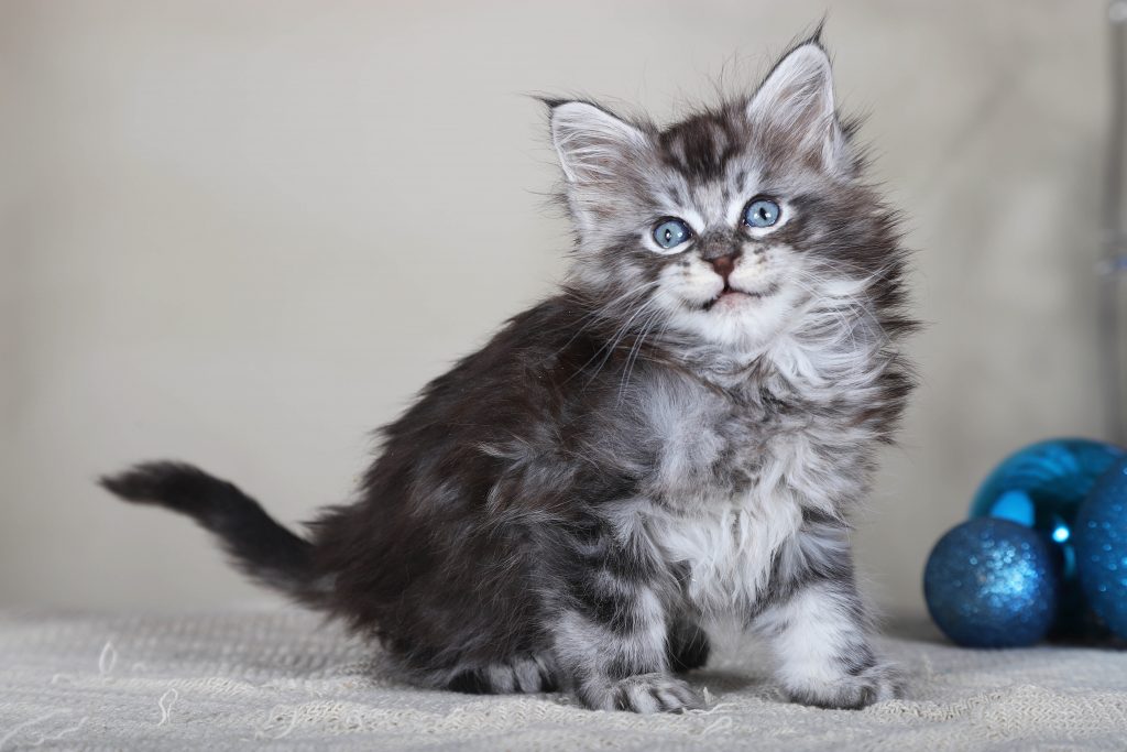 Maine coon Kittens For Sale From Kitty Land Kittens Washington,