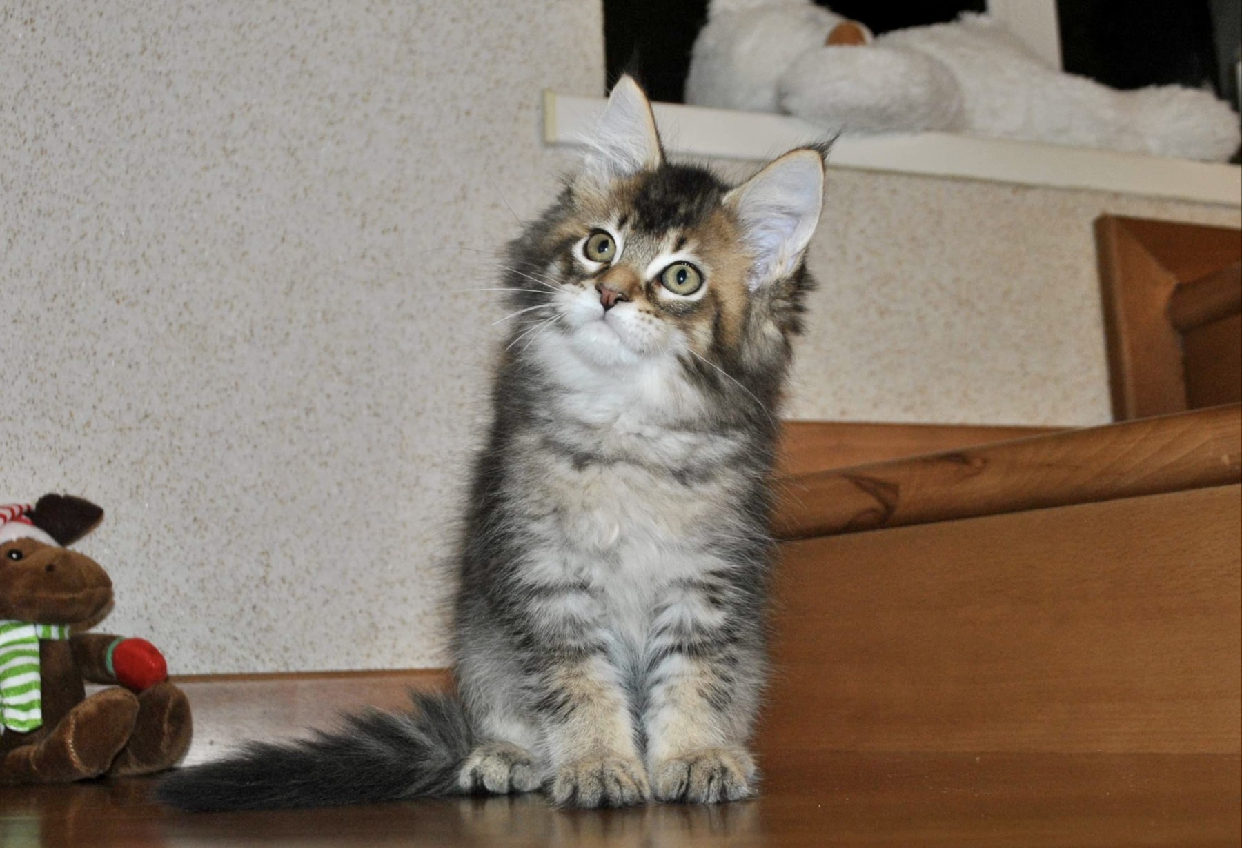 Maine coon Kittens For Sale From Kitty Land Kittens Washington,
