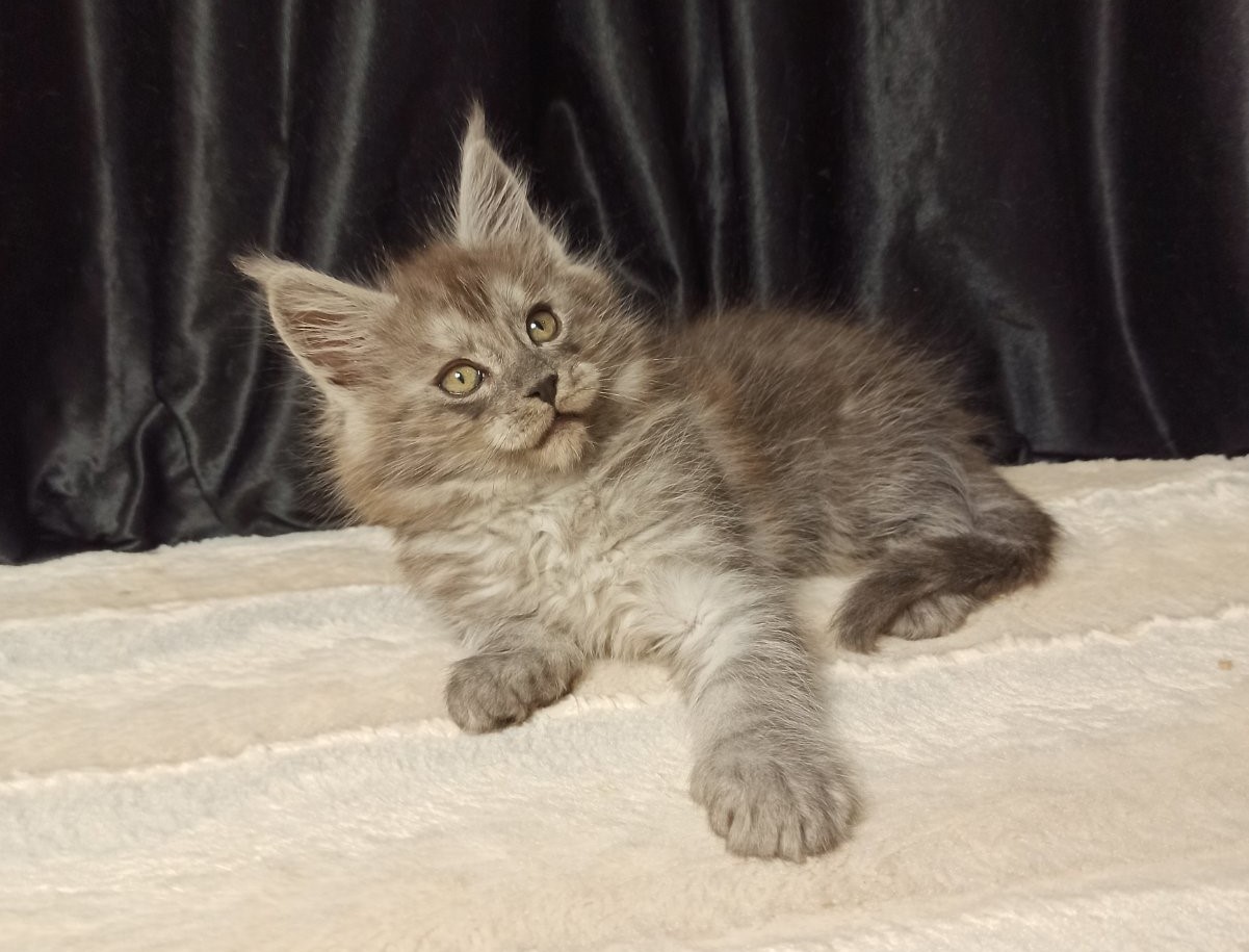 Maine coon Kittens For Sale From Kitty Land Kittens | Washington, USA