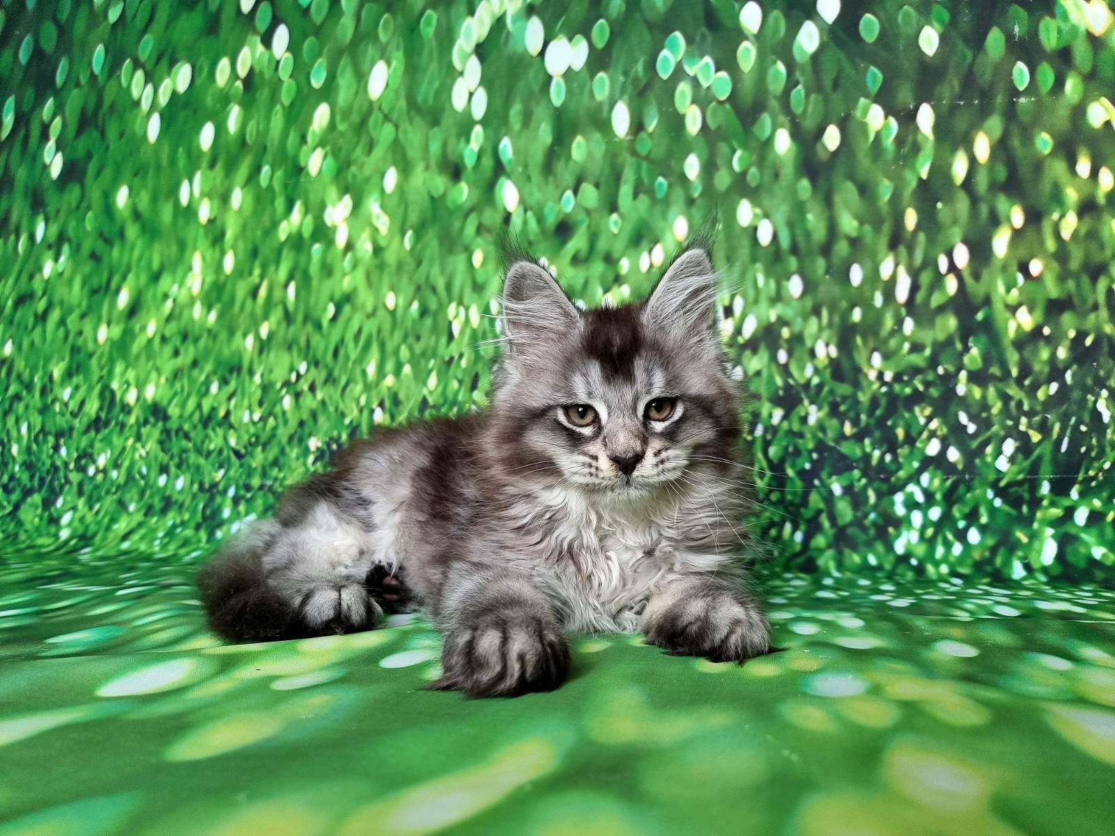 Maine coon Kittens For Sale From Kitty Land Kittens Washington, USA