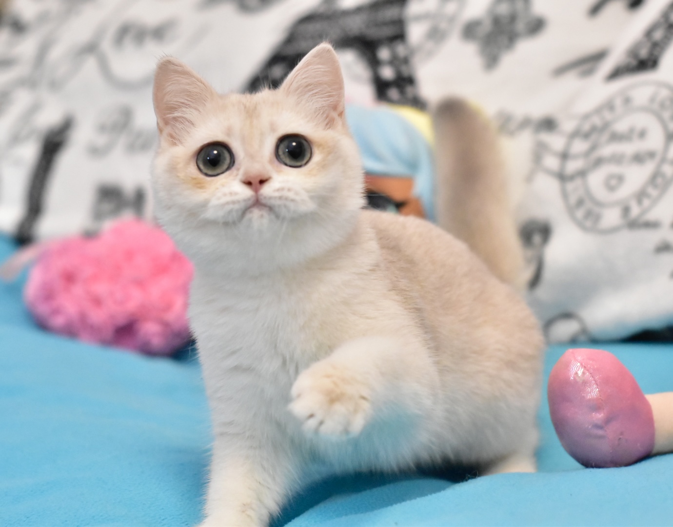 Premium british hotsell shorthair kittens