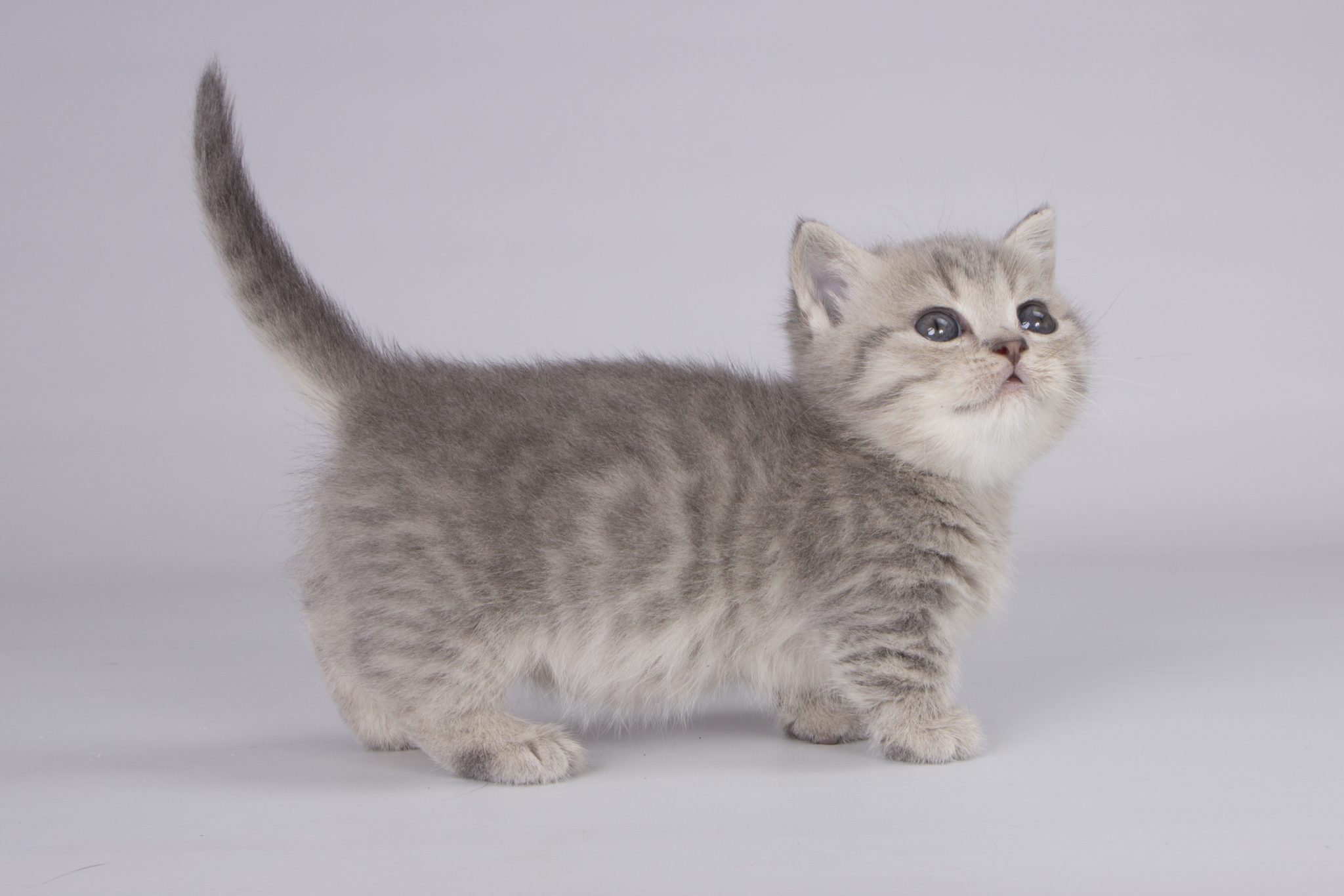 Munchkin Kittens For Sale From Kitty Land Kittens Washington, USA