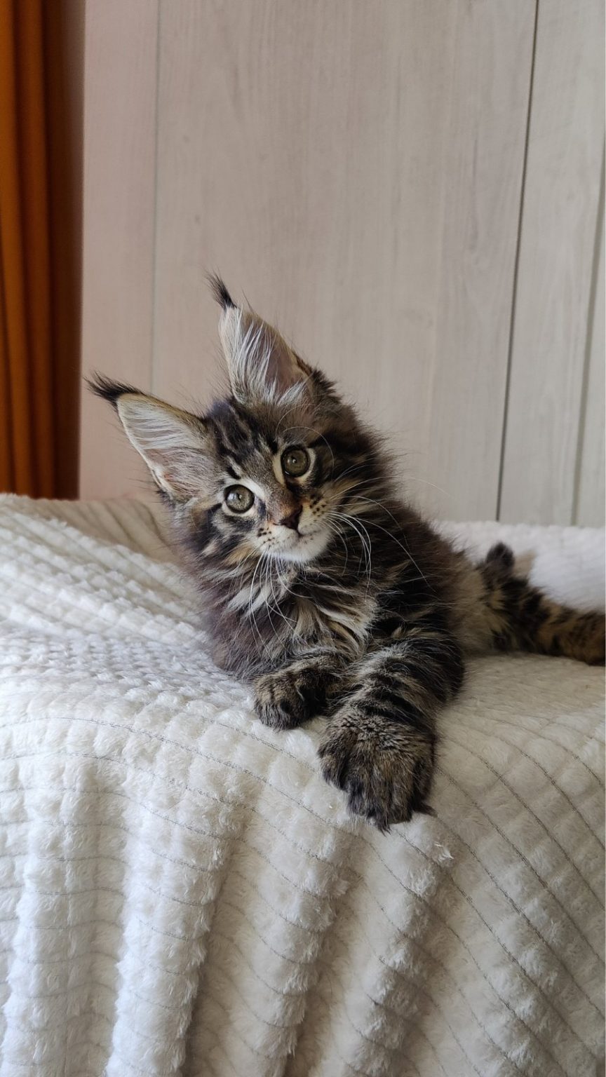 Maine coon Kittens For Sale From Kitty Land Kittens Washington,