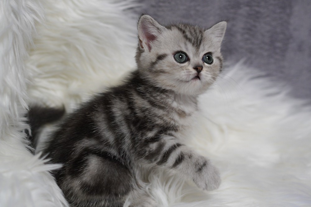 Yagodka Scottish Straight Female 2000$ Kitten From Kitty Land Kittens 