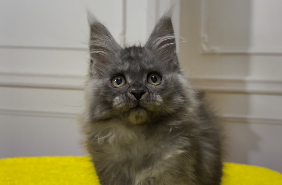 Xiola Maine Coon female 2400$ Kitten From Kitty Land Kittens Cattery In ...