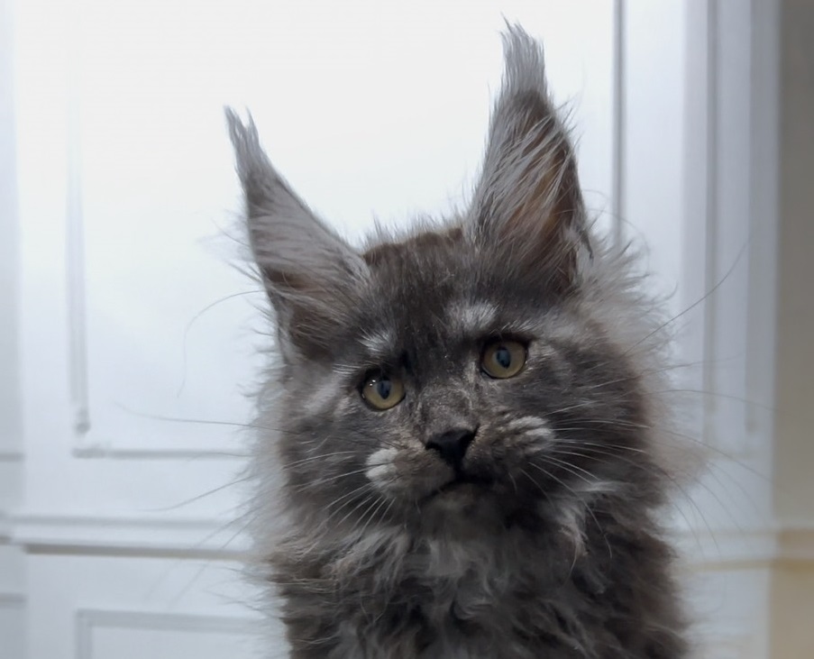 William Maine Coon male 2700$ Kitten From Kitty Land Kittens Cattery In ...