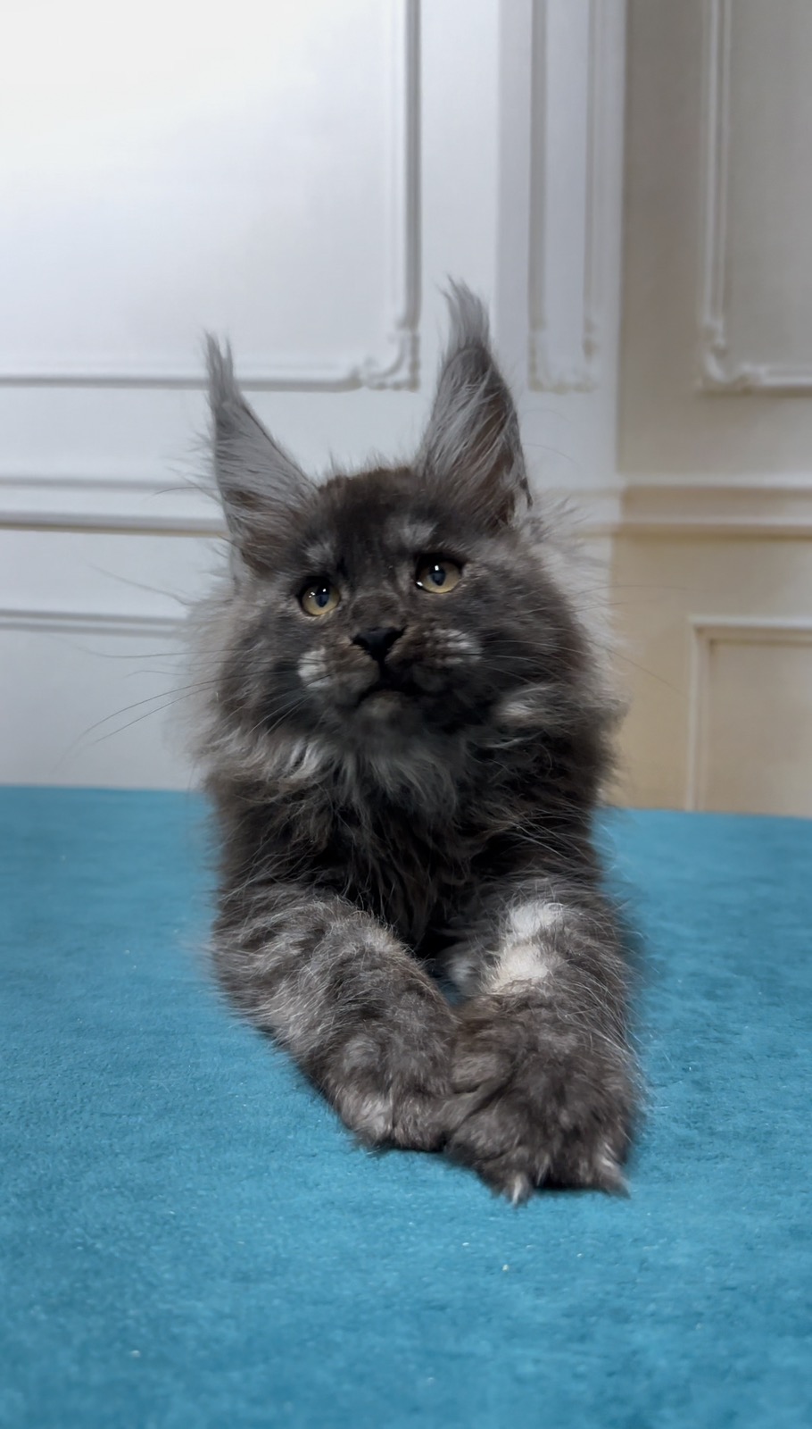 William Maine Coon Male 2700$ (reserved For Brittney Sabey) Kitten From 