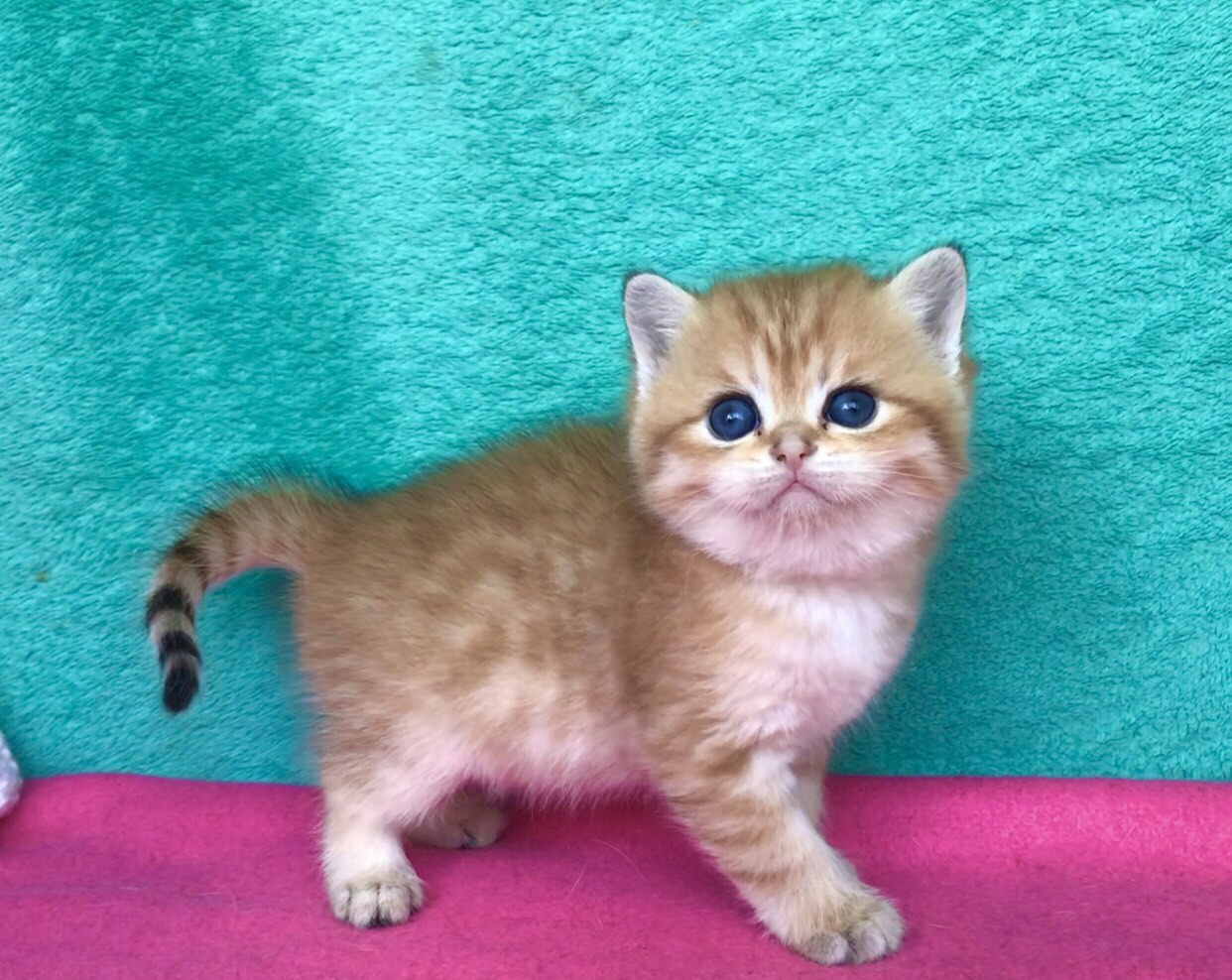 British Kittens For Sale From Kitty Land Kittens Washington USA british-kittens-for-sale-from-kitty-land-kittens-washington-usa