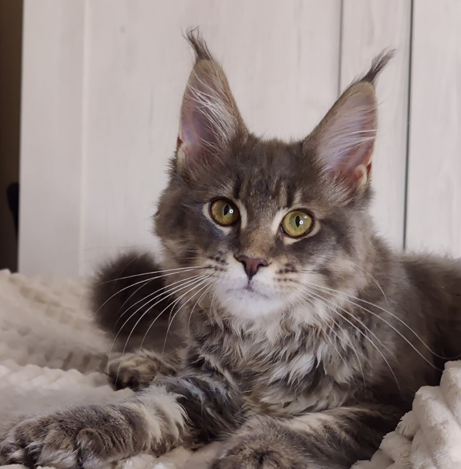 Shelby Polydactyly Maine Coon female 2600$ Kitten From Kitty Land ...