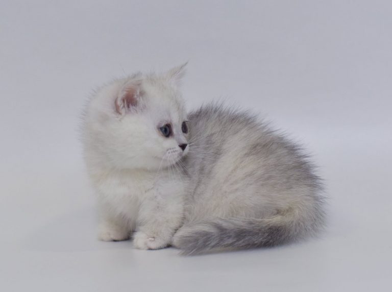 Munchkin Kittens For Sale From Kitty Land Kittens Washington, USA