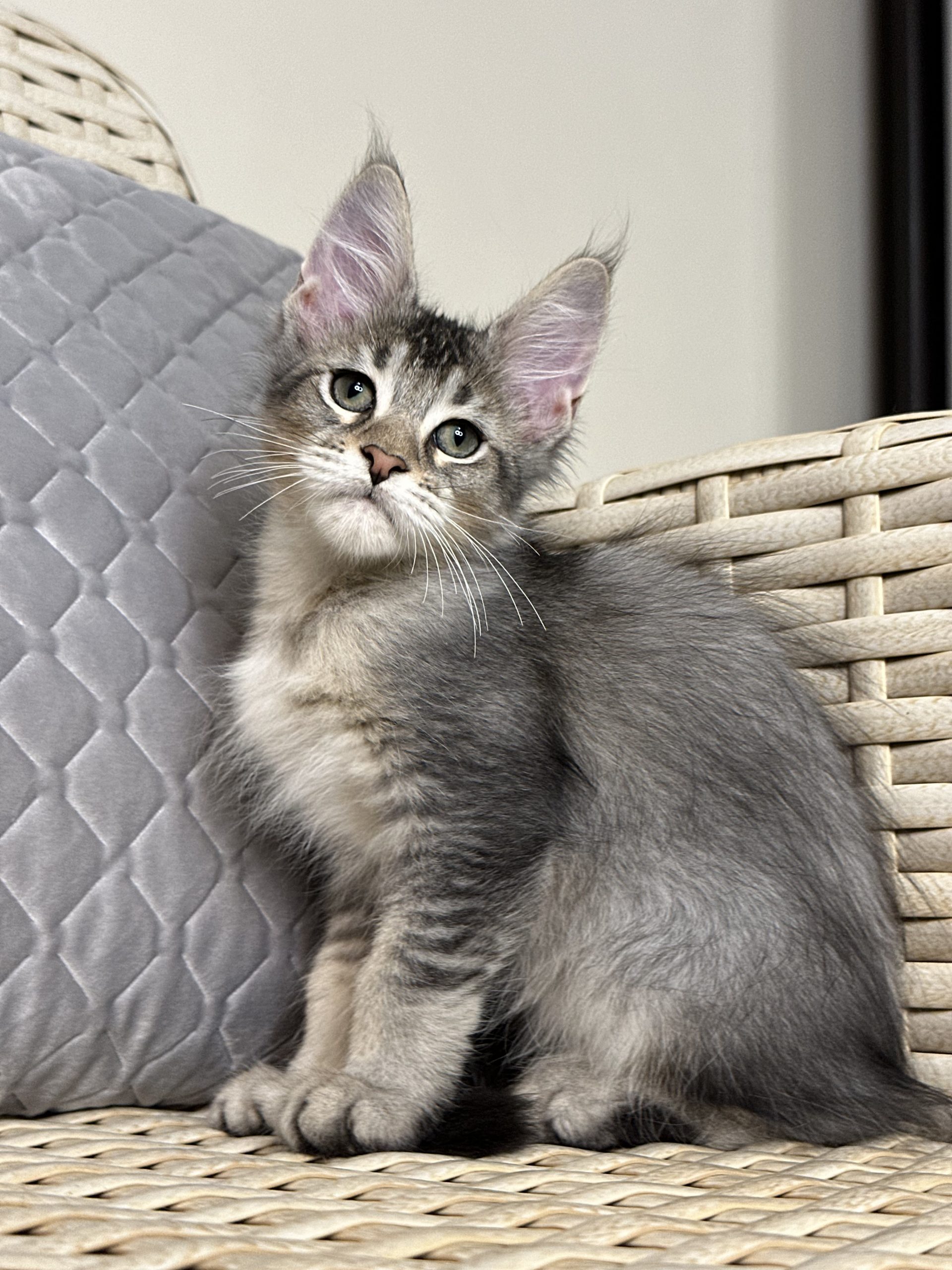 Rich Maine Coon Male 2400 Kitten From Kitty Land Kittens Cattery In