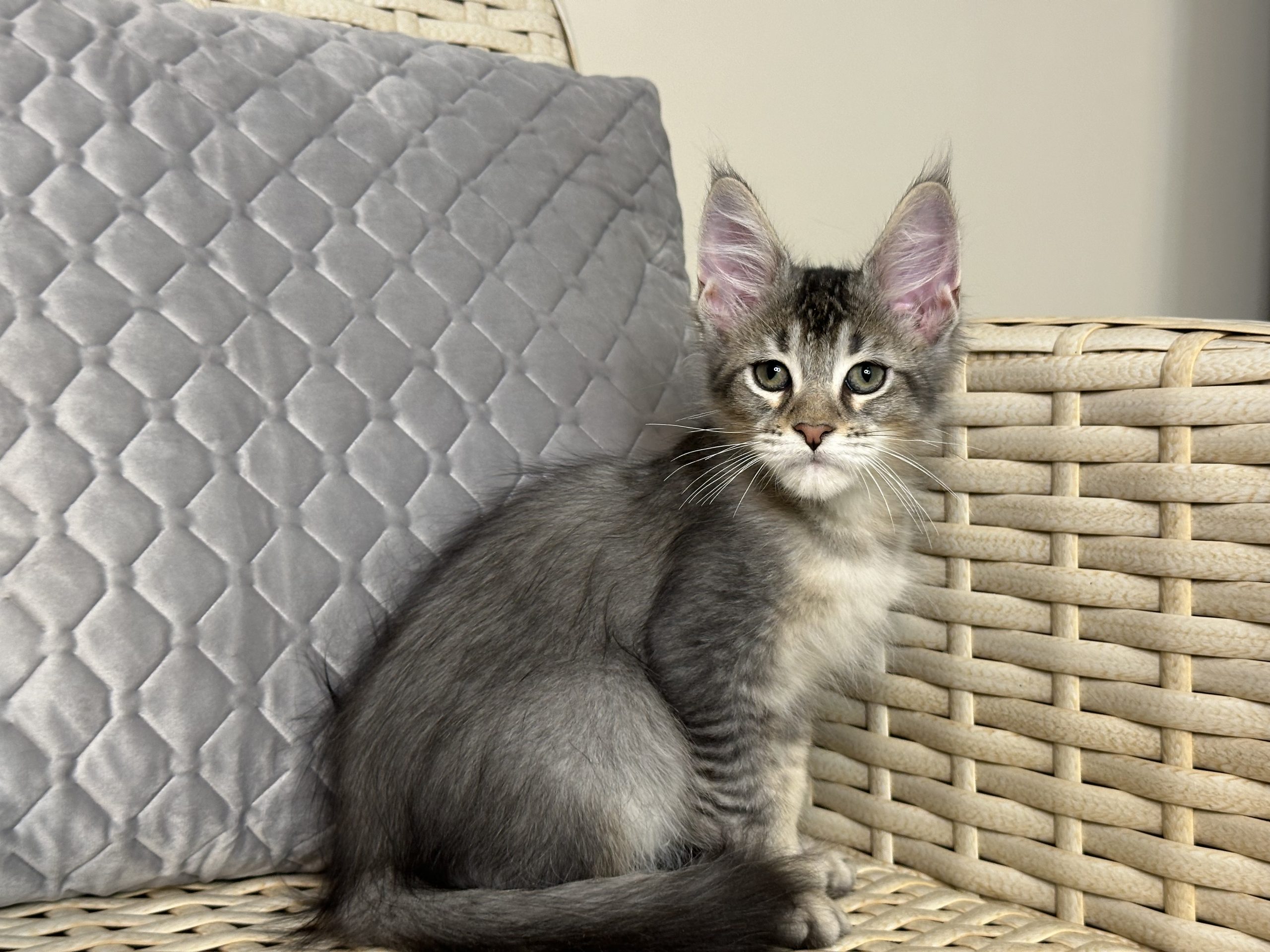 Rich Maine Coon Male 2400 Kitten From Kitty Land Kittens Cattery In