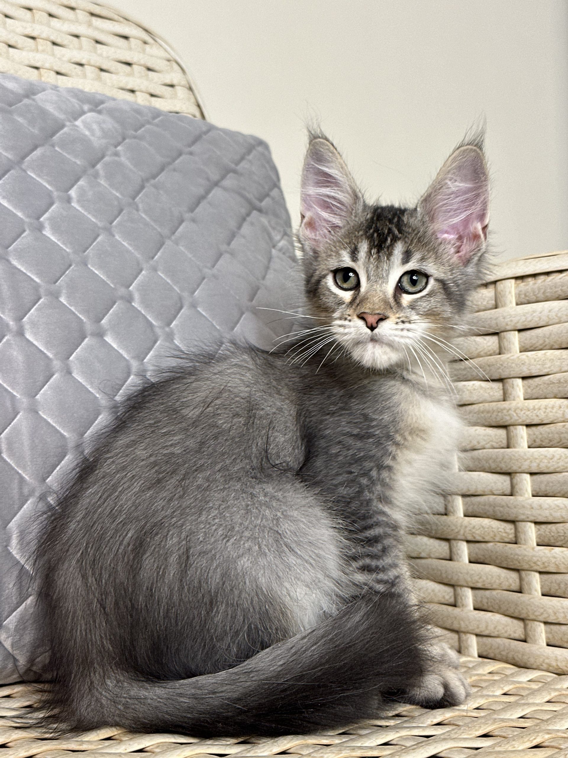 Rich Maine Coon Male 2400 Kitten From Kitty Land Kittens Cattery In