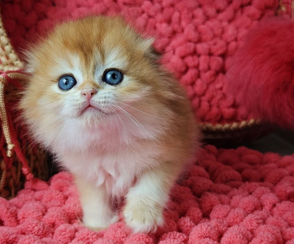 Scottish Fold Munchkin Teacup Kittens Near Me Short Legged