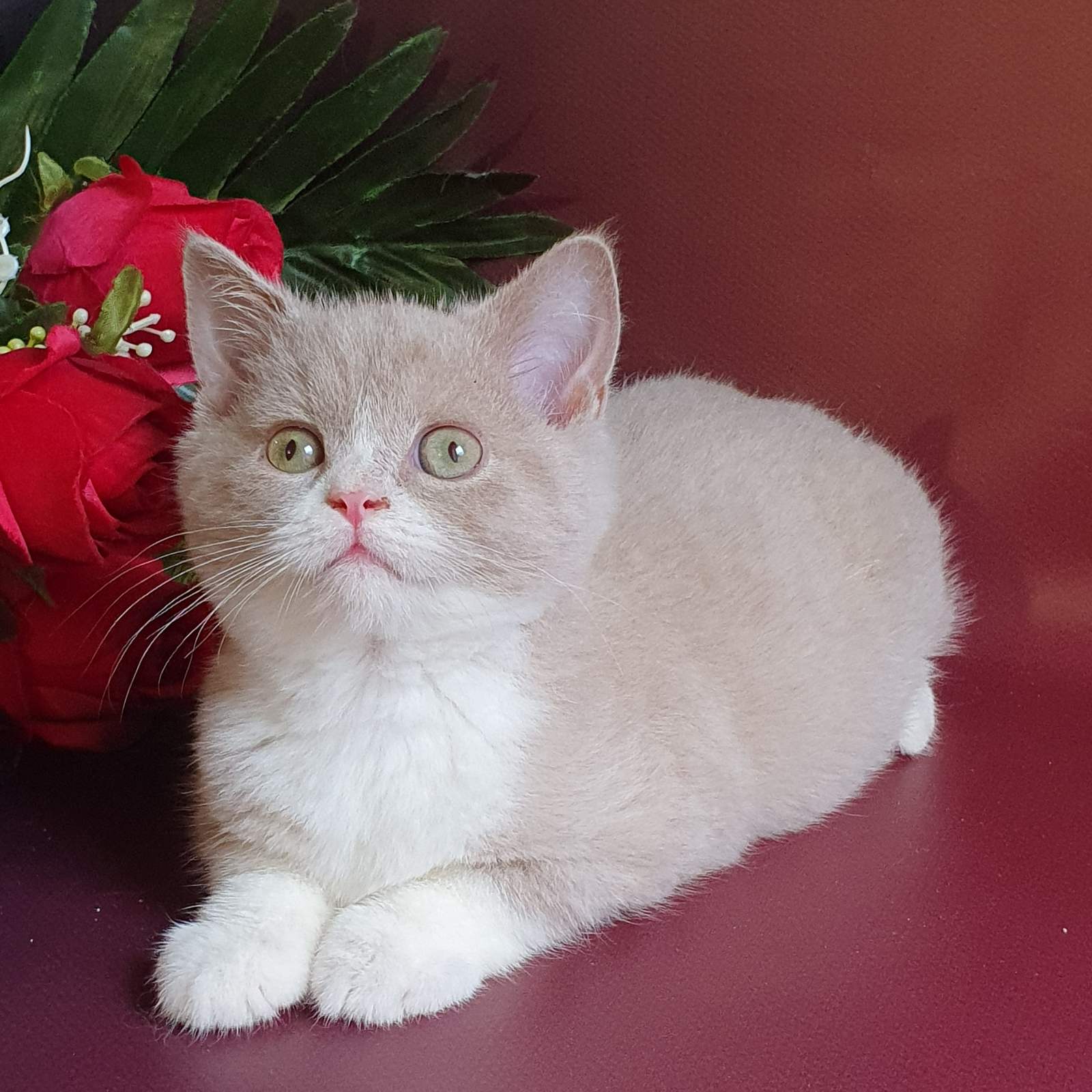 Colorpoint Shorthair Kitten British Colorpoint Cat Seal British