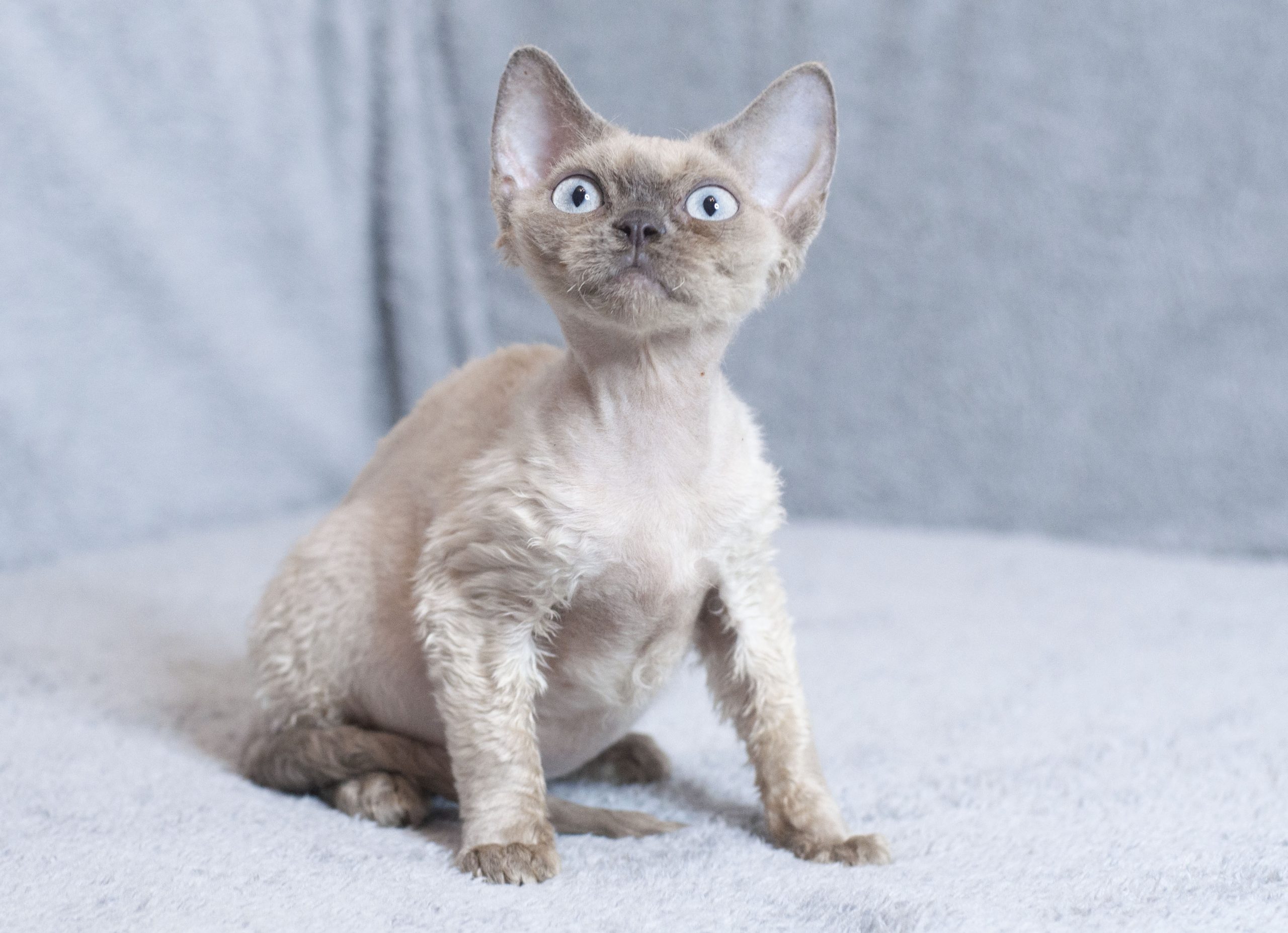 Eva Devon Rex Female 2550$ Kitten In Seattle Washington Kitty